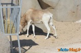 Zoo de Vincennes: Notre tour d'horizon ! 18