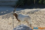 Zoo de Vincennes: Notre tour d'horizon ! 16