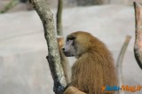 Zoo de Vincennes: Notre tour d'horizon ! 15