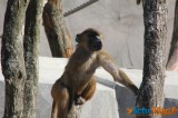 Zoo de Vincennes: Notre tour d'horizon ! 13