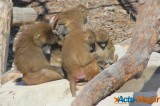 Zoo de Vincennes: Notre tour d'horizon ! 12