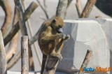 Zoo de Vincennes: Notre tour d'horizon ! 35
