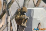 Zoo de Vincennes: Notre tour d'horizon ! 36
