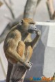 Zoo de Vincennes: Notre tour d'horizon ! 8