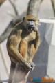 Zoo de Vincennes: Notre tour d'horizon ! 38