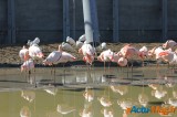 Zoo de Vincennes: Notre tour d'horizon ! 39