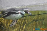 Zoo de Vincennes: Notre tour d'horizon ! 33