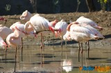 Zoo de Vincennes: Notre tour d'horizon ! 41