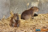 Zoo de Vincennes: Notre tour d'horizon ! 6