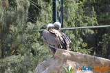 Zoo de Vincennes: Notre tour d'horizon ! 47