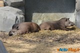 Zoo de Vincennes: Notre tour d'horizon ! 3