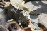 Zoo de Vincennes: Notre tour d'horizon ! 51