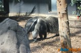 Zoo de Vincennes: Notre tour d'horizon ! 54