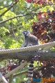 Zoo de Vincennes: Notre tour d'horizon ! 60
