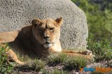 Zoo de Vincennes: Notre tour d'horizon ! 31