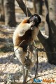 Zoo de Vincennes: Notre tour d'horizon ! 1