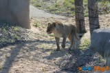 Zoo de Vincennes: Notre tour d'horizon ! 27