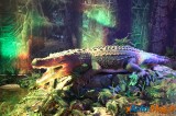 Un voyage dans le temps vers l’ère des dinosaures 15