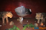 Un voyage dans le temps vers l’ère des dinosaures 7