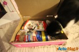 On a testé pour vous la Miaou Box 6
