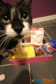 On a testé pour vous la Miaou Box 5