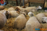 Le salon de l'agriculture c'est fini... retour sur cette 52éme exposition 2