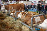 Le salon de l'agriculture c'est fini... retour sur cette 52éme exposition 6