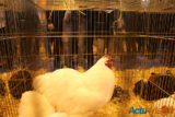 Le salon de l'agriculture c'est fini... retour sur cette 52éme exposition 30