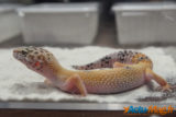 Colmar : découvrez en images l'édition de La Bourse aux Reptiles 2015 15