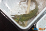 Colmar : découvrez en images l'édition de La Bourse aux Reptiles 2015 17