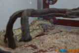 Colmar : découvrez en images l'édition de La Bourse aux Reptiles 2015 19