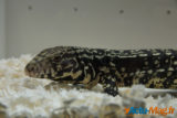Colmar : découvrez en images l'édition de La Bourse aux Reptiles 2015 3