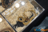 Colmar : découvrez en images l'édition de La Bourse aux Reptiles 2015 5