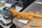 Colmar : découvrez en images l'édition de La Bourse aux Reptiles 2015 7