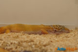Colmar : découvrez en images l'édition de La Bourse aux Reptiles 2015 9
