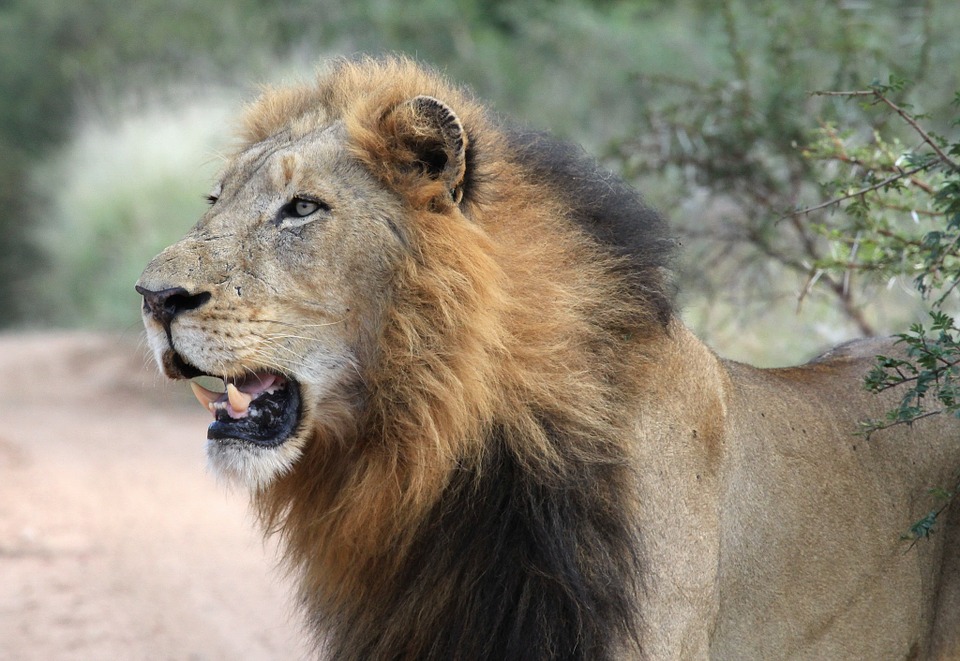 Inde : Un lion sauvé de la noyade sur la côte Jafrabad