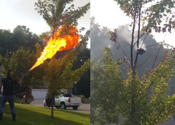 Il détruit un nid de frelon à l&rsquo;aide… d&rsquo;un lance flamme !