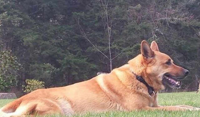 Salma Hayek en deuil après la mort de son chien tué d’une balle dans le cœur !