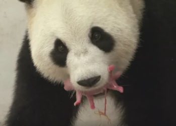 Insolite : Un bébé panda géant a vu le jour en Belgique !