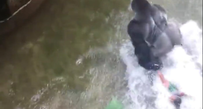 Zoo de Cincinnati: Nouvelles images terribles du gorille trainant l&rsquo;enfant !