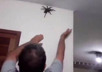Brésil : Il découvre l&rsquo;une des plus grosses araignée au monde dans sa maison !