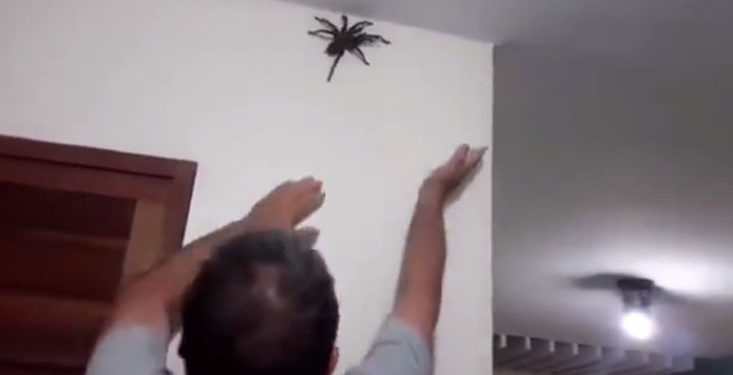 Brésil : Il découvre l&rsquo;une des plus grosses araignée au monde dans sa maison !