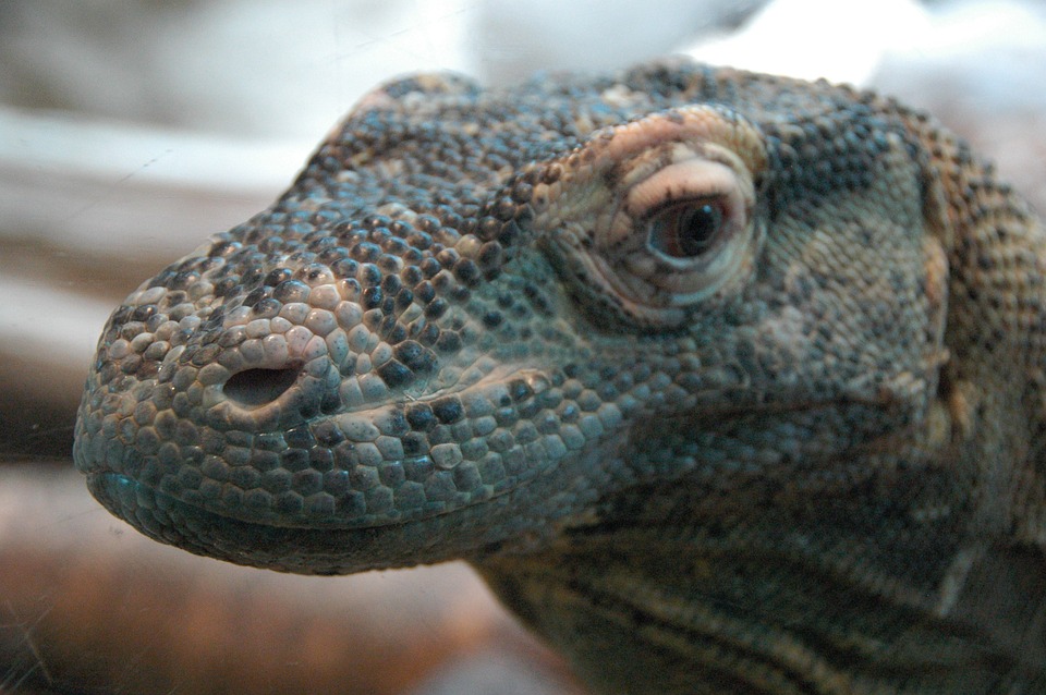 Il découvre un énorme varan devant sa maison !