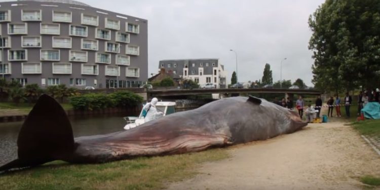 Rennes : Le cachalot échoué dans le centre de Rennes n&rsquo;était en vérité qu&rsquo;une œuvre d&rsquo;art !