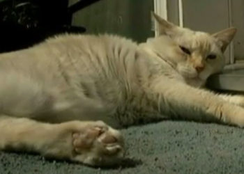 Canada : Un chat attaque violemment sept pitbulls et envoi la propriétaire d&rsquo;un des chiens à l&rsquo;hôpital !