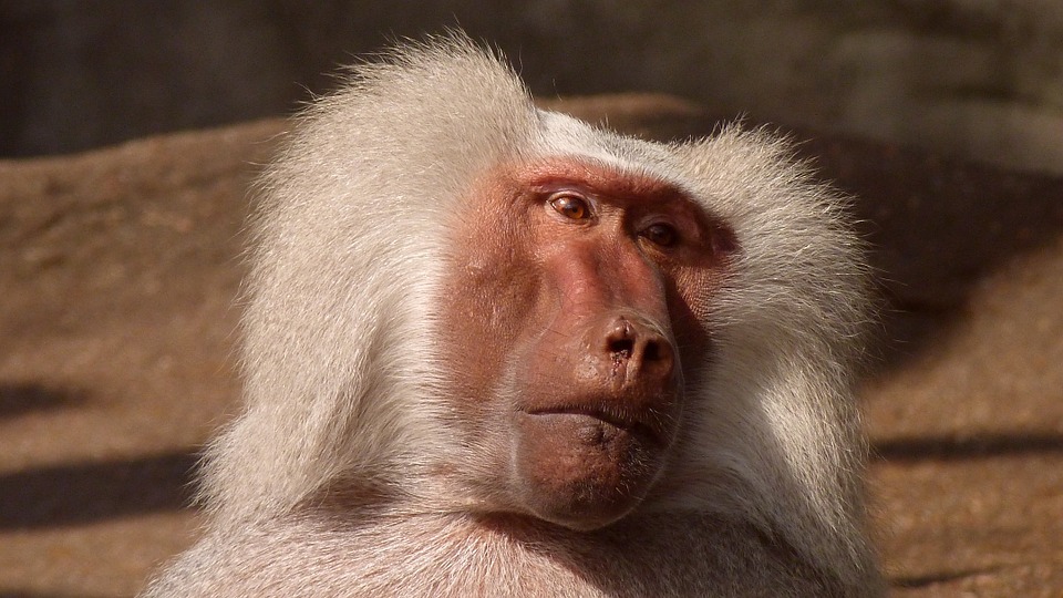 Énervé parce qu’il est regardé, un singe lance ses scelles sur deux petites filles dans un zoo !