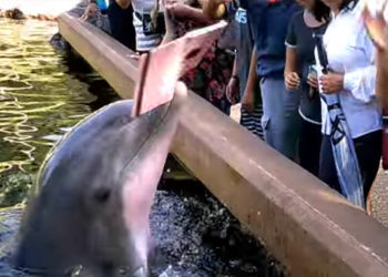 SeaWorld : Un dauphin arrache des mains la tablette tactile d&rsquo;une visiteuse !