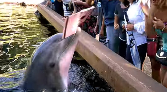 SeaWorld : Un dauphin arrache des mains la tablette tactile d’une visiteuse !