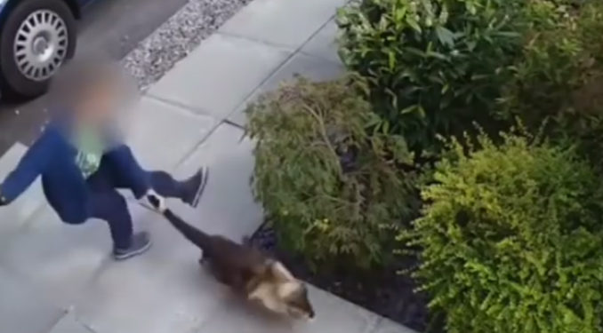 Royaume-Uni : Un enfant de 5 ans maltraite un chat qui va se retourner contre lui en le griffant au cou !