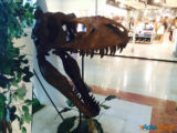 Les Ulis : Les dinosaures envahissent le centre commercial ! 11